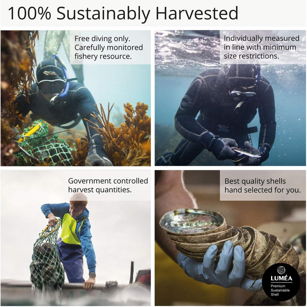 Natural Abalone (Pāua) Shell with Stand – Sustainably Sourced Smudging Bowl for Meditation, Incense & Home Cleansing (6–6.5”) - OurOwnHaven