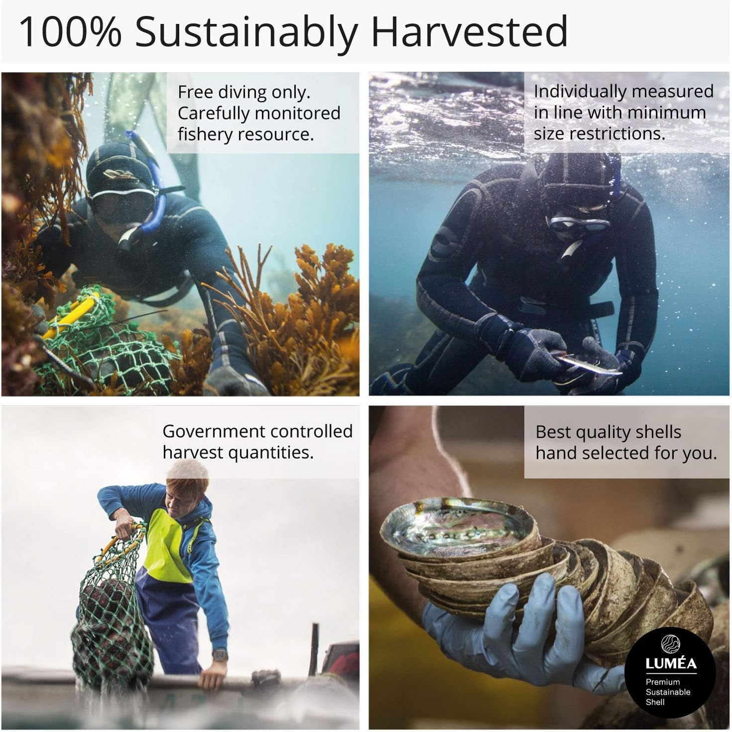 Natural Abalone (Pāua) Shell with Stand – Sustainably Sourced Smudging Bowl for Meditation, Incense & Home Cleansing (6–6.5”) - OurOwnHaven